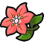 葛拉西蒂亚花